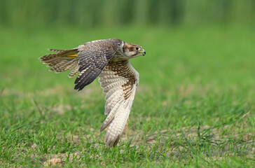 Saker falcon ( falco cherrug ) close up