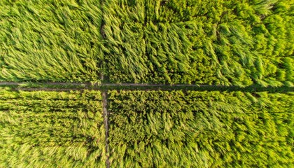 Aerial View of Green Crop Fields with Pathways in Rural Farmland