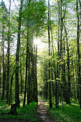 Naklejka premium forest landscape with with pathway and green trees, beautiful nature background. trees with young bright foliage in morning forest. wildlife, travel concept