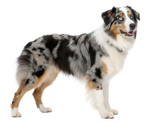 Australian Shepherd dog on transparent background