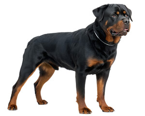 muscular Rottweiler on transparent background