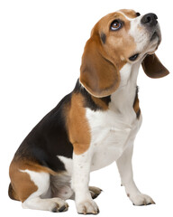 tricolor Beagle on transparent background