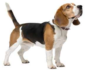 tricolor Beagle on transparent background