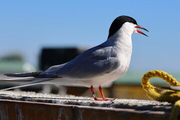 common tern