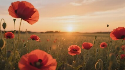 Obraz premium Vibrant poppies sway gently in a field at sunset, casting warm golden hues across the landscape.