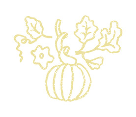 Simple pumpkins harvest outline. Autumn plant print. Vector illustration on a white.
