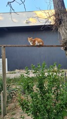 An orange tabby cat sits on a wooden beam above green bushes. The background features a gray wall...