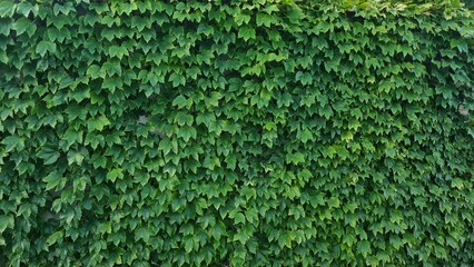 A dense wall of green ivy leaves covers a vertical surface. The foliage is lush and vibrant,...