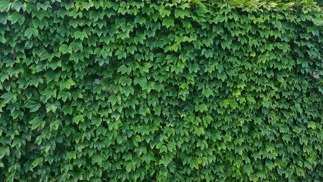 A dense wall of green ivy leaves covers a vertical surface. The foliage is lush and vibrant, creating a natural backdrop with ample copy space.
