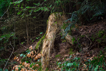 Moss clad Stump in Shadowed Forest