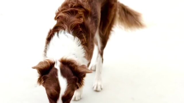 Happy dog gets up excitedly when seeing its owner.