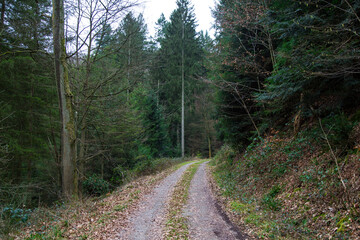 Enchanted Woodland Trail through Winter Forest 