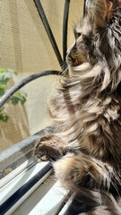 A fluffy Maine Coon cat gazes out of a window. Sunlight illuminates its long fur. The scene...