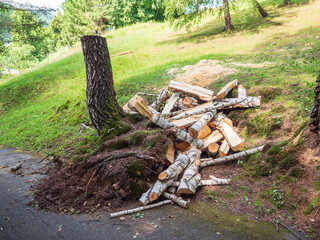 Obraz premium Uprooted birch tree after windstorm, cut into logs. Broken roots and wood pieces lying in forest. Scene of storm damage and fallen tree processing in nature.