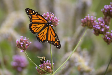Monarch Butterfly on flower taken in southern MN