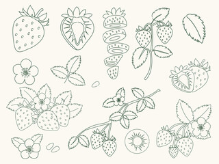 Hand drawn strawberry illustrations. Whole and sliced strawberries, blossoms, leaves, seeds, and berry branches. Natural garden theme for food packaging, recipes, kitchen prints, and farm market decor