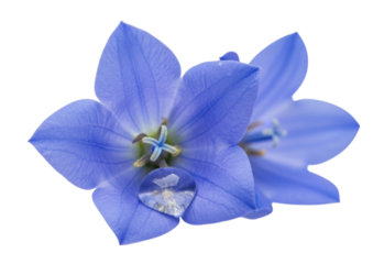 Blue bellflower with delicate petals and green center on a white background, transparent background, cutout PNG