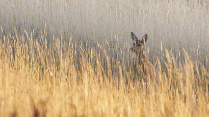 Chevreuil femelle dans la prairie cherchant d'o&ugrave; vient le danger. (ma pr&eacute;sence)