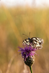 Papillon demi-deuil sur un chardon, en contre plongée.
