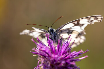 Papillon Demi-deuil au travail sur un chardon en contre plongée