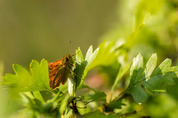 Petit papillon orange dans les feuilles. Le grand hesp&eacute;rie (Ochlodes sylvanus) (Esper, 1777) est un papillon de la famille des Hesperiidae.