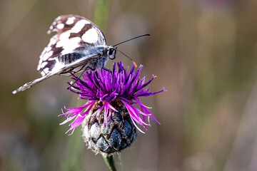 Papillon demi-deuil  sur un chardon , vue lat&eacute;rale