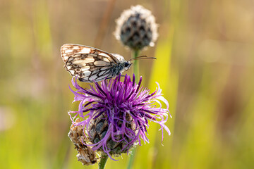Duo de papillons, un papillon de jour demi-deuil et papillon de nuit noctuelle sur une fleur de chardon. 