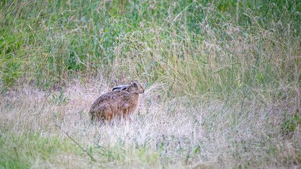 Li&eacute;vre d'Europe ayant remarqu&eacute; ma pr&eacute;sence mais continuant &agrave; manger.