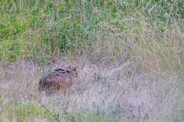 Lièvre d'Europe mangeant tranquillement au bord des hautes herbes et de l'herbe coupée. Prêt à...