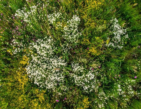 Aerial View of White and Yellow Wildflowers Blooming in a Lush Green Field