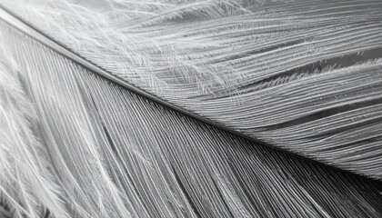 Detailed Macro Shot of a Feather Texture in Black and White with Soft Lighting