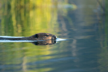 Beaver swimming taken in central Alaska