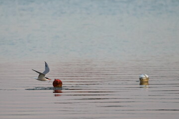 common tern