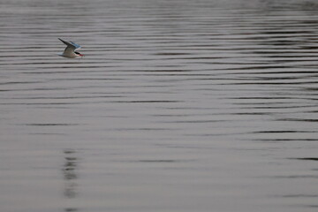 common tern