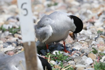 common tern