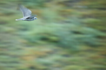 Gyrfalcon blur