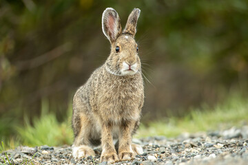 Snowshoe Hare brown taken in Alaska
