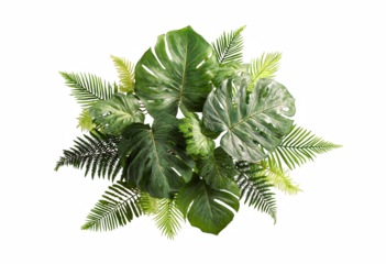 Lush green tropical monstera and fern leaves create a vibrant natural arrangement for design.