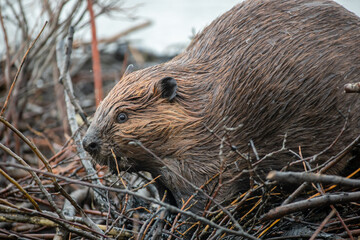 American Beaver building dam taken in central Alaska