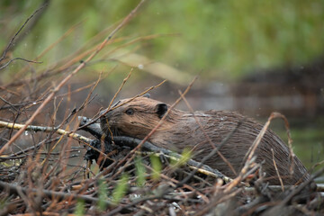 Beaver building dam taken in northern Alaska