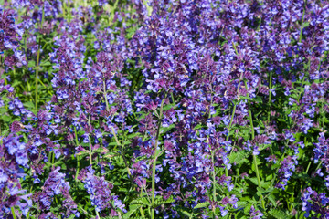 Obraz premium Small violet flowers of Walkey's Low Nepeta, Nepeta racemosa, the raceme catnip. Beautiful blue Catnip in full bloom for background, post, screensaver, wallpaper, postcard, banner, cover, website