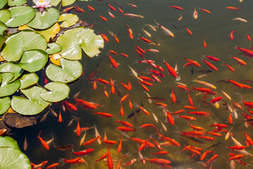 Beautiful colorful fish in the pond