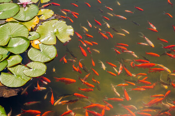 Beautiful colorful fish in the pond