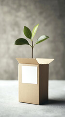 Young plant growing from box on gray background