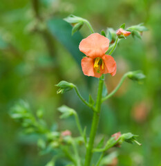 Beautiful close-up of alonsoa meridionalis