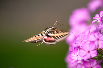 White-lined Sphnix moth taken in southern MN
