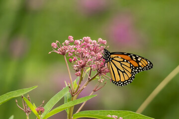Monarch Butterfly on Milkweed taken in central MN