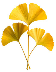 Yellow Ginkgo Biloba Leaves Clustered, Transparent PNG