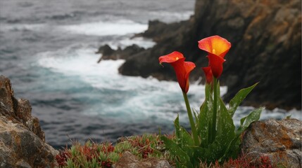 Orange-red calla lilies grow on a rocky outcrop by the ocean.
