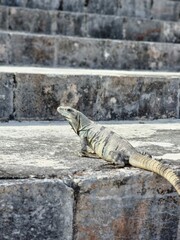 iguana on the mayan ancient pyramid ruines 